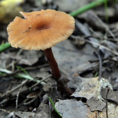 DSC 7581