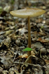 DSC 7635